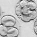 banner classificação dos embriões