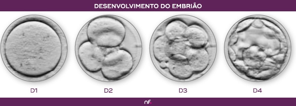 Desenvolvimento embrionário do primeiro ao quarto dia (D1, D2, D3 e D4).